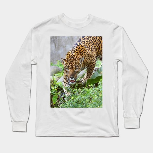 Stalking Jaguar - Costa Rica Long Sleeve T-Shirt by Jim Cumming